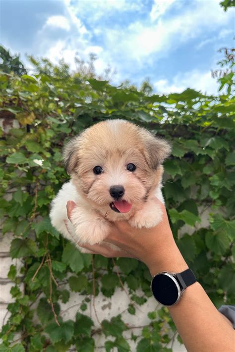 MIGNON - FEMALE (COTON DE TULEAR) – Kim's Pups