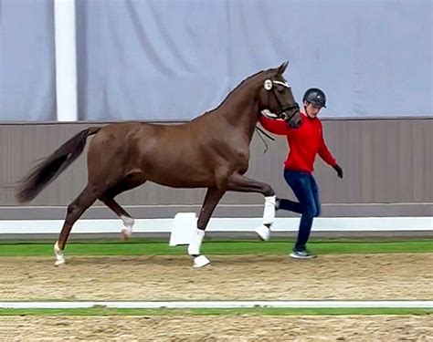 Fifty Six Colts Selected For 2024 Westfalian Stallion Licensing