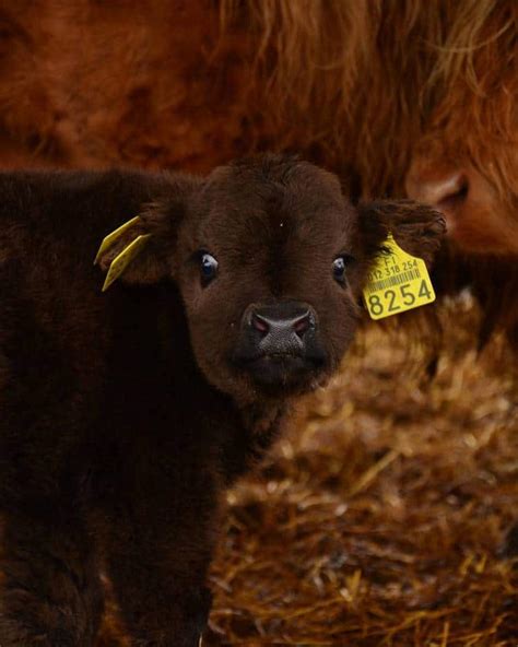 20 Adorable Photos Of Fuzzy Highland Cattle Calves