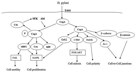 The Roles Of The Caga In Pathogenesis Of H Pylori Infection In A