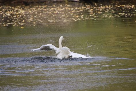 Swan Bird Lake White Free Photo On Pixabay Pixabay