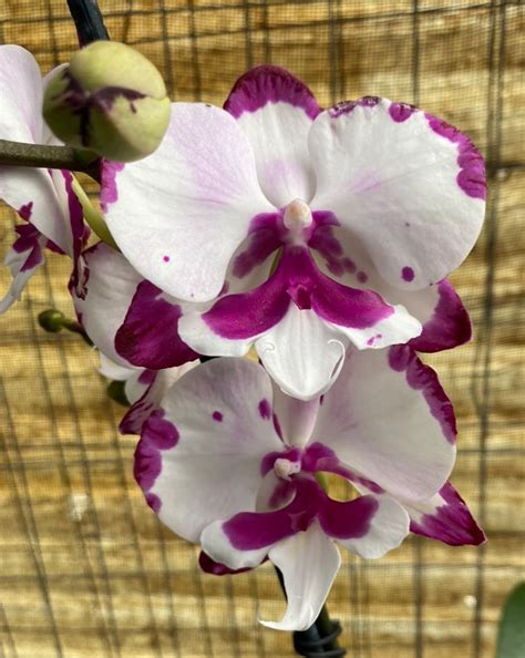 Phalaenopsis Orchid King Car Dalmatian Bs Etsy