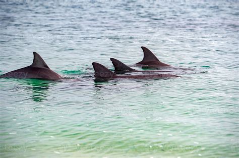 monkey mia dolphins near the shore 12209851 Stock Photo at Vecteezy