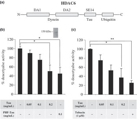 Tau Inhibits HDAC Activity A Scheme Of Human HDAC6 Molecule Showing