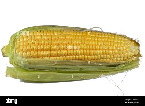 Sweet Corn Sweetcorn Sugar Pole Corn Is A Variety Of Maize With High