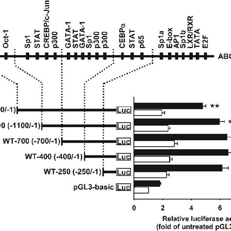 A Model Describing The Mechanisms Of Quercetin Induced Cholesterol Effl