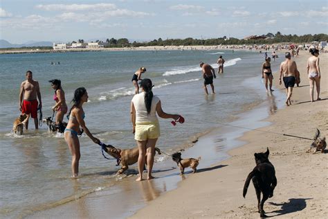 Cuando Los Perros Sufren En La Playa Almas Con Patas Blogs