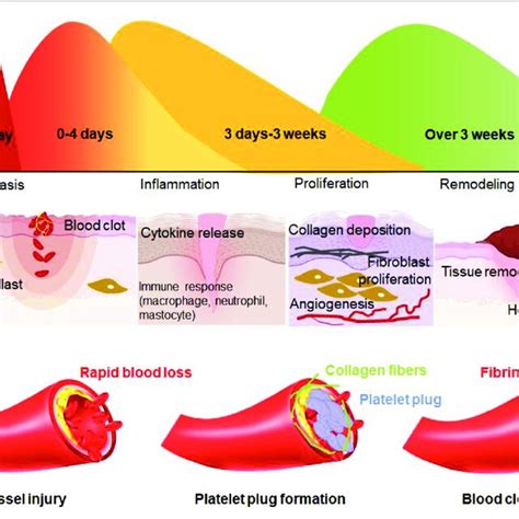 Schematic Representation Of A The Stages Of Wound Healing And B The