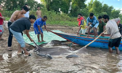 Thủy Quái Khổng Lồ Xuất Hiện ở Sông Mekong Báo Hiệu Nhiều Hiểm Họa Môi