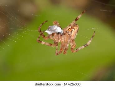 156 Spider's Cocoon Images, Stock Photos, 3D objects, & Vectors | Shutterstock