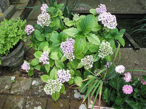 Bl Hende Hortensie Im Topf Auf Terrasse Bild Kaufen