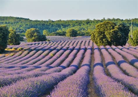 Conoce C Mo Y Cu Ndo Ver Los Campos De Lavanda En Brihuega En La