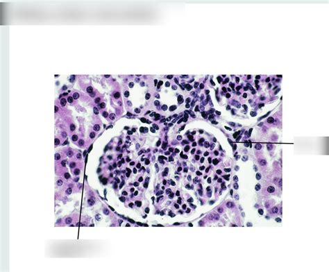 Histology Urinary Slide 6 Diagram Quizlet