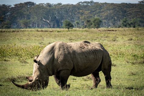 Jeep Safari Kenya 4 Days Nairobi Lake Nakuru Masai Mara