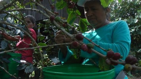 Minagri Agro Rural Fortalece Capacidades Productivas En El Cultivo De