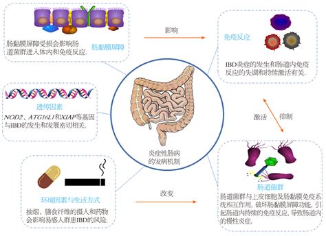 炎症性肠病的发病机制及基于肠道菌群的药物研究策略