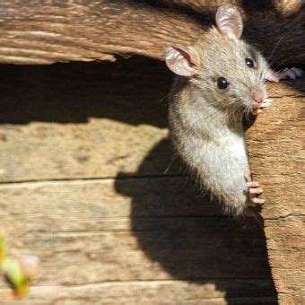 Fakta Yang Perlu Diketahui Tentang Tikus Di Dapur