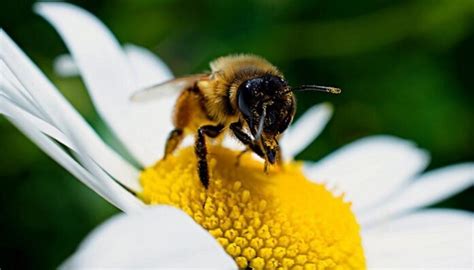 Polinización Para La Biodiversidad Y La Producción De Alimentos