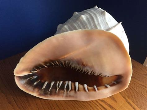 Exremely Rare Queens Helmet Conch Shell Ebay Conch Shell