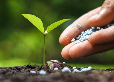 Fertilizers Importance And Principles Of Sustainable Agriculture Farming