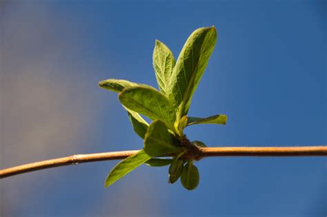 Daun Daun Alam Botani Foto Gratis Di Pixabay Pixabay