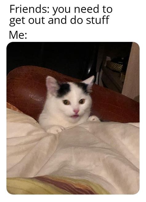 Yes Cat Meme