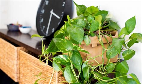 Houseplants Indoors