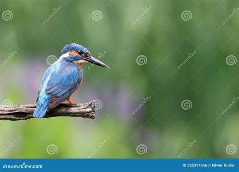 The Common Kingfisher Alcedo Atthis Stock Photo Image Of Color