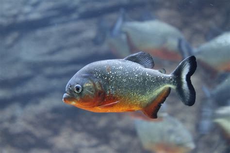 Red Bellied Piranha Zoochat