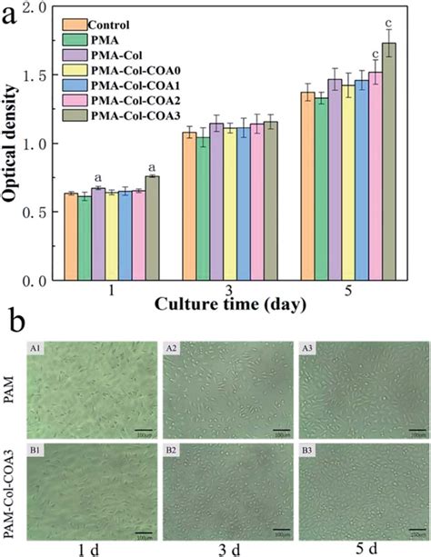 In Vitro Cytotoxicity Evaluation A Fibroblast Density Of The