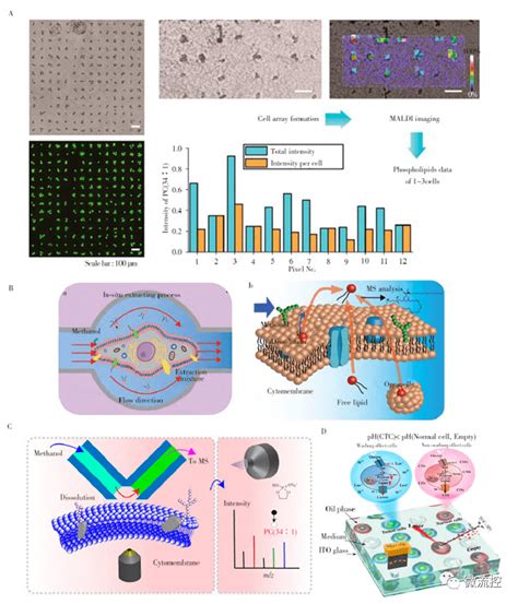 综述微流控芯片 质谱联用技术在细胞代谢与药物代谢中的研究进展 分析 示意图 代谢