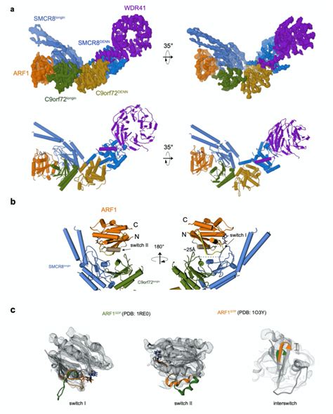 Cryo Em Structure Of C Orf Arf Smcr Wdr Complex A Cryo Em