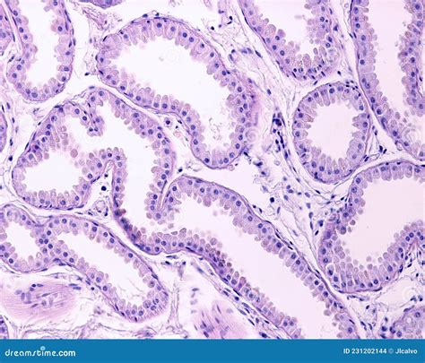 Apocrine Sweat Gland Secretory Unit Stock Photo Image Of Sudor