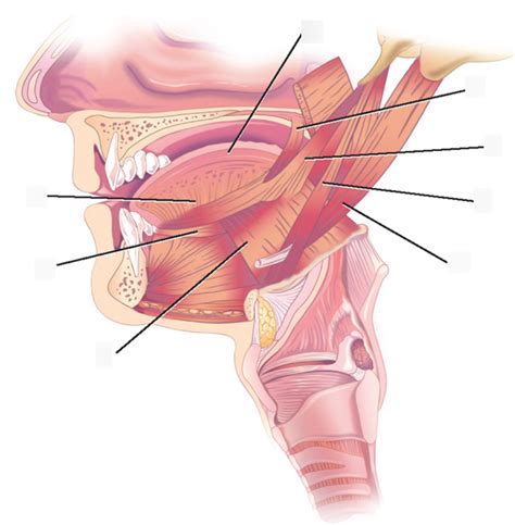 Extrinsic Tongue Muscles Diagram Quizlet