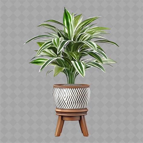 Z Dracaena Trifasciata In A Glazed Ceramic Pot On A Rattan Pla