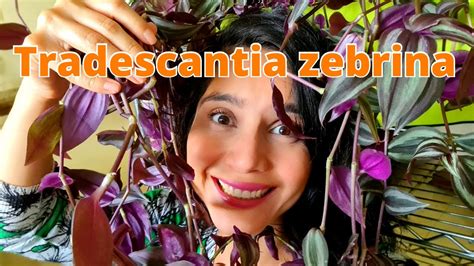 Como Deixar Lambari Roxo Tradescantia Zebrina Lindo Aprenda A Fazer