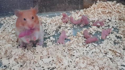 Wonderful Hamster Giving Birth First Time Eating Baby Is Hamster A