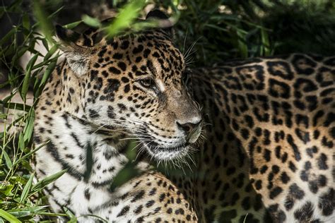 D A Mundial Del Yaguaret Todo Sobre El Felino M S Grande De Am Rica