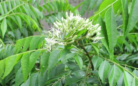 Curry Plant Tree Curry Leaf Plant Tree Murraya Koenigii Cm Cm