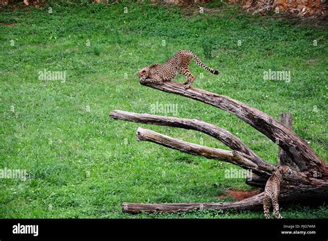 leopard on a tree, cheetah on a tree Stock Photo - Alamy