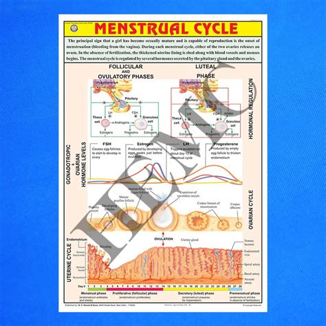 Menstrual Cycle - Laboratory-Products