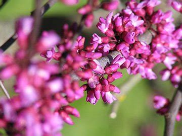 Redbud, Oklahoma - Glover Nursery