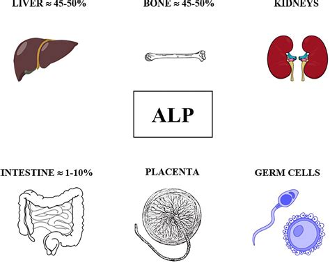 Frontiers Alkaline Phosphatase In Clinical Practice In Childhood