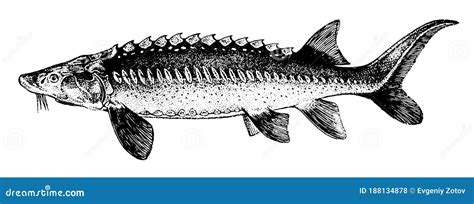 White Sturgeon Fish Collection Black And White Graphics Stock Vector