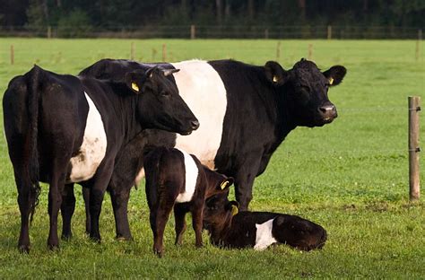 Cows Belted Galloways My Fav Cows Miniature Cow Breeds Dairy Cattle