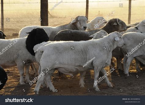 Van Rooy Sheep: Over 1 Royalty-Free Licensable Stock Photos | Shutterstock