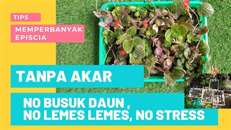 Cara Mudah Perbanyak Episcia Rahasia Potek Episcia Tanpa Akar No