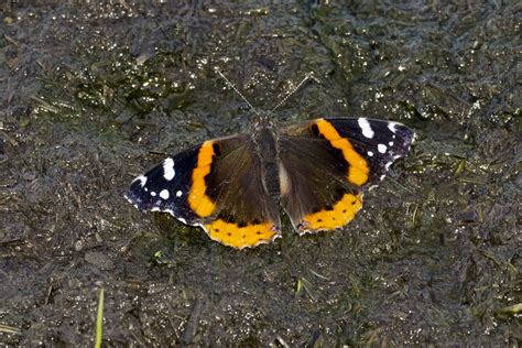 Dsc Red Admiral Tony Spane Flickr