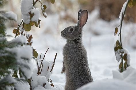 Tierschutz im Winter So kannst Du Tieren bei Kälte helfen GoNature Blog