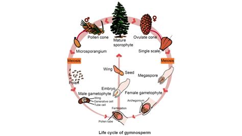 Gymnosperm Overview Characteristics Classification Life Cycle